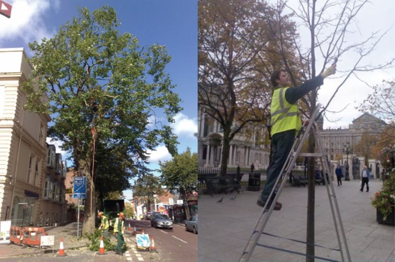 Examples of street tree maintenance and pruning