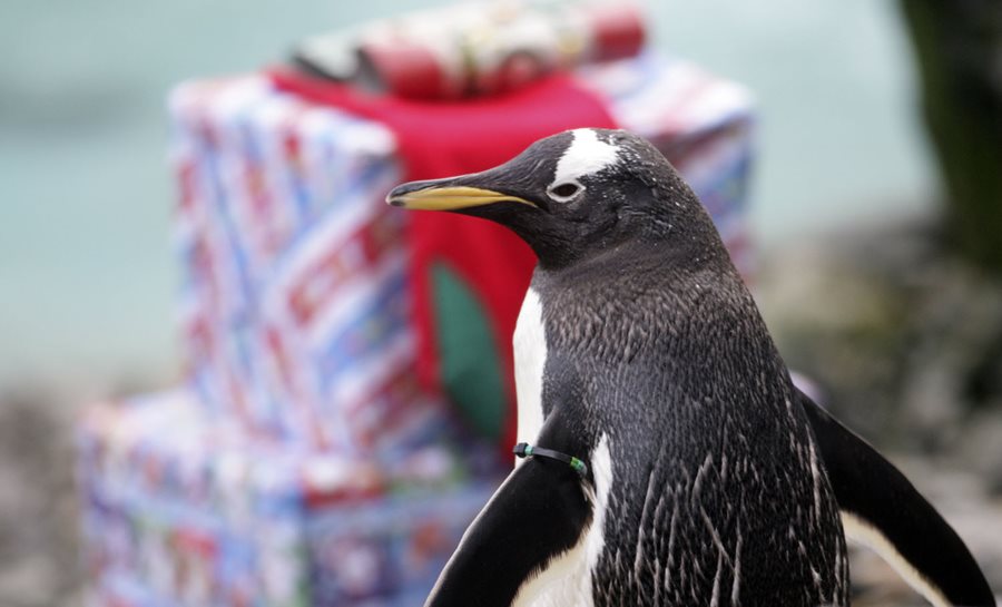 Belfast Zoo has Christmas gift ideas for everyone!