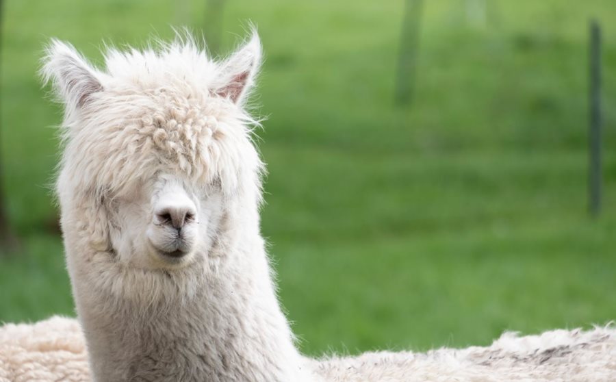 Meet the fluffiest new residents of Belfast Zoo