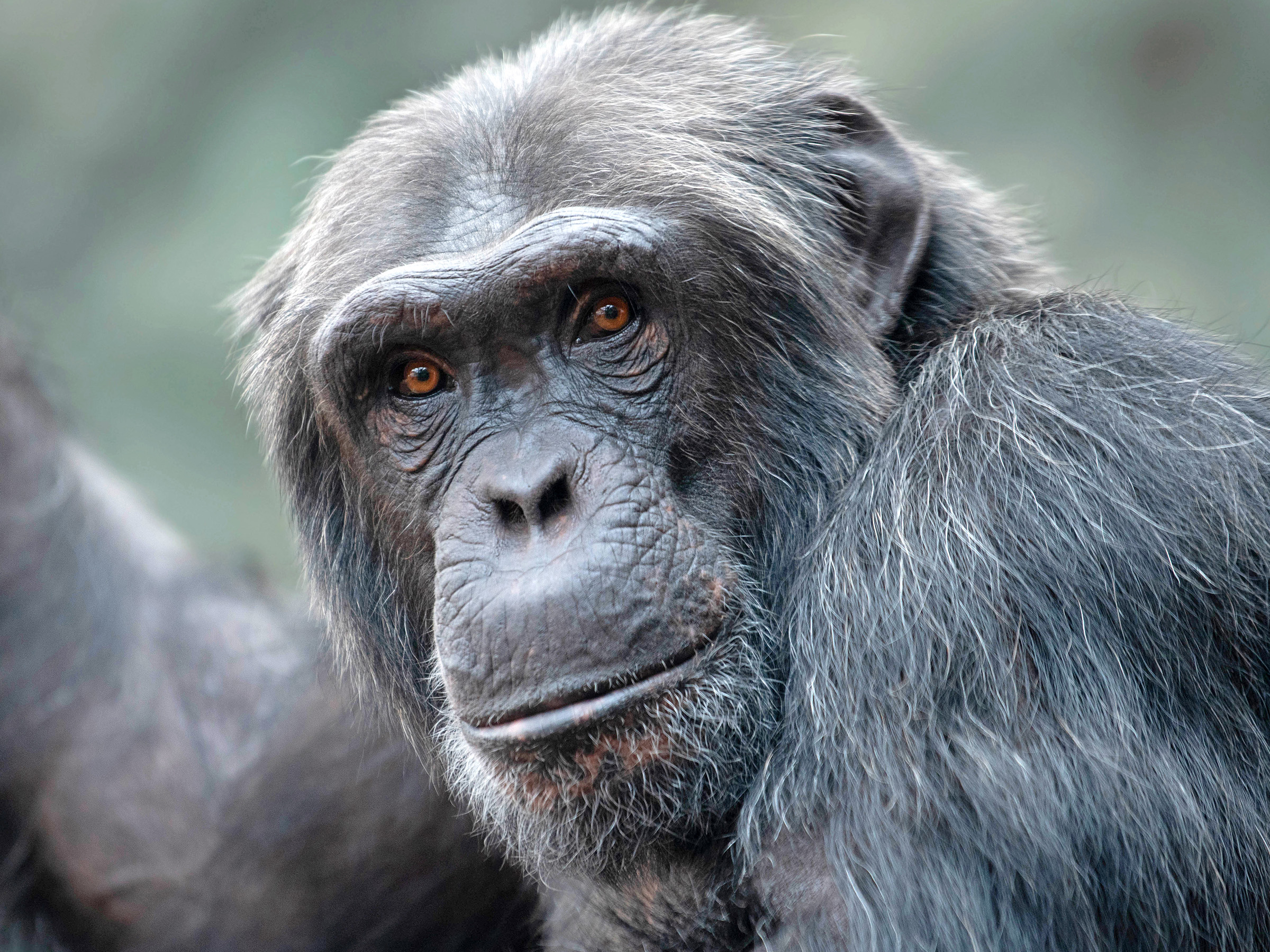Belfast Zoo mourns the loss of Tombe the Chimpanzee