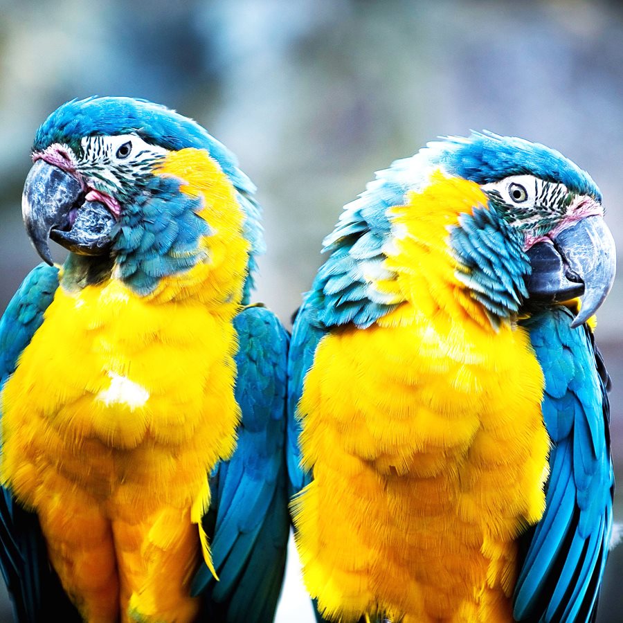 Belfast Zoo just got a little more colourful with the arrival of two blue-throated macaws