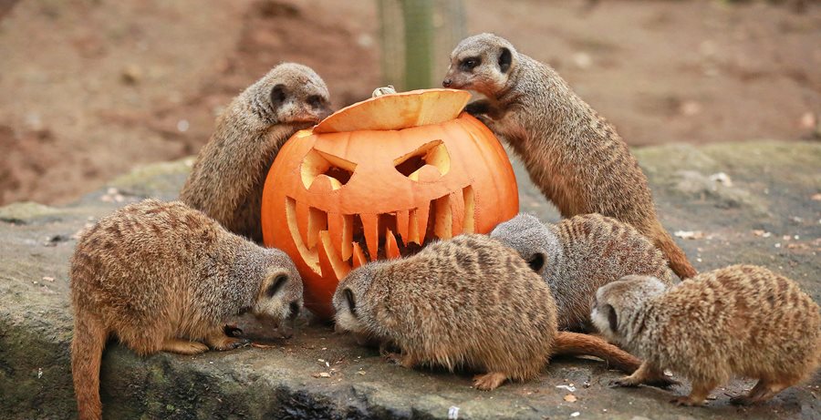 Boo at the Zoo
