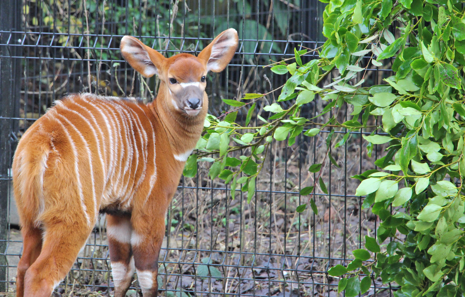 Criticallyendangered baby bongo, Nollaig, born at Belfast Zoo