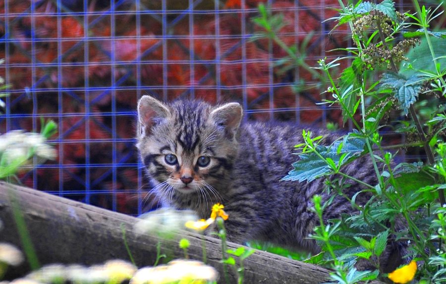 Rare wildcat kittens born during COVID-19 lockdown