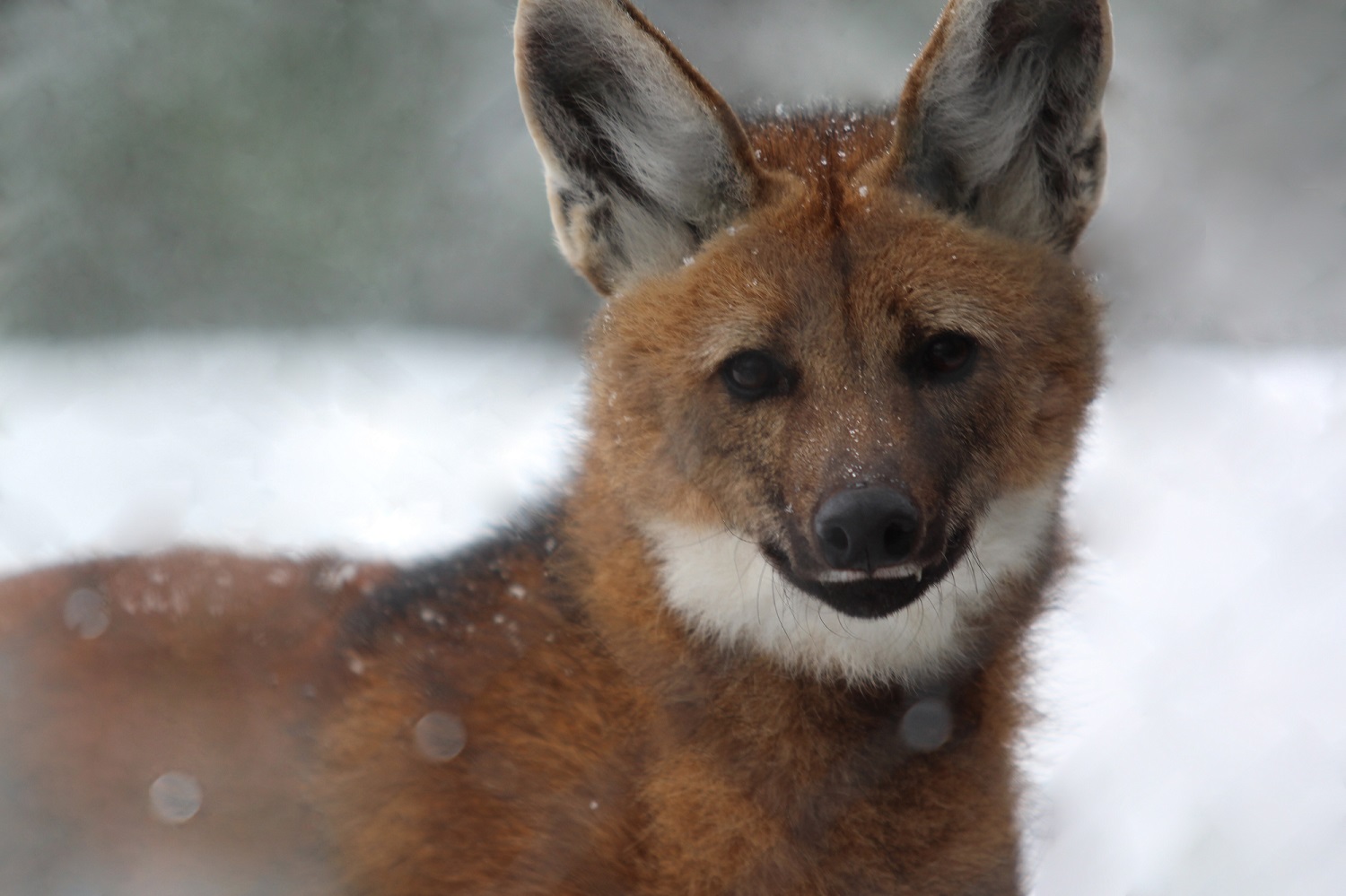 Belfast Zoo has reopened