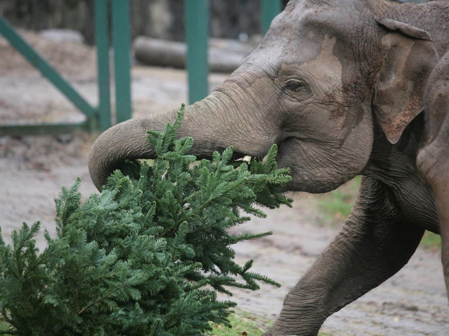 Animals at Belfast Zoo want your unwanted Christmas trees