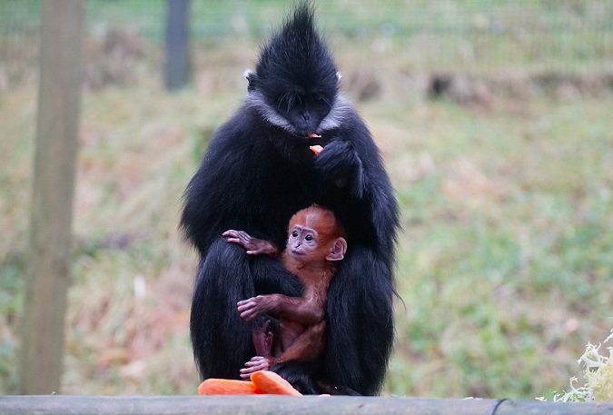 François Langur family welcomes two new babies at Belfast Zoo