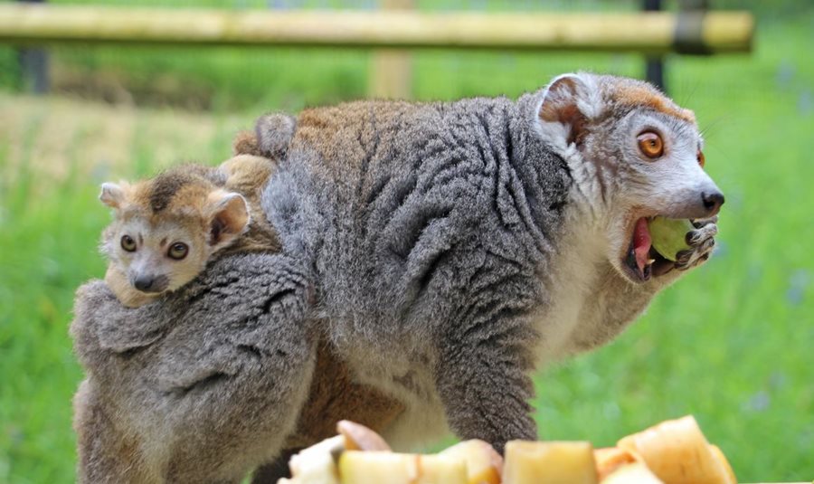 Bank Holiday Baby Boom at Belfast Zoo