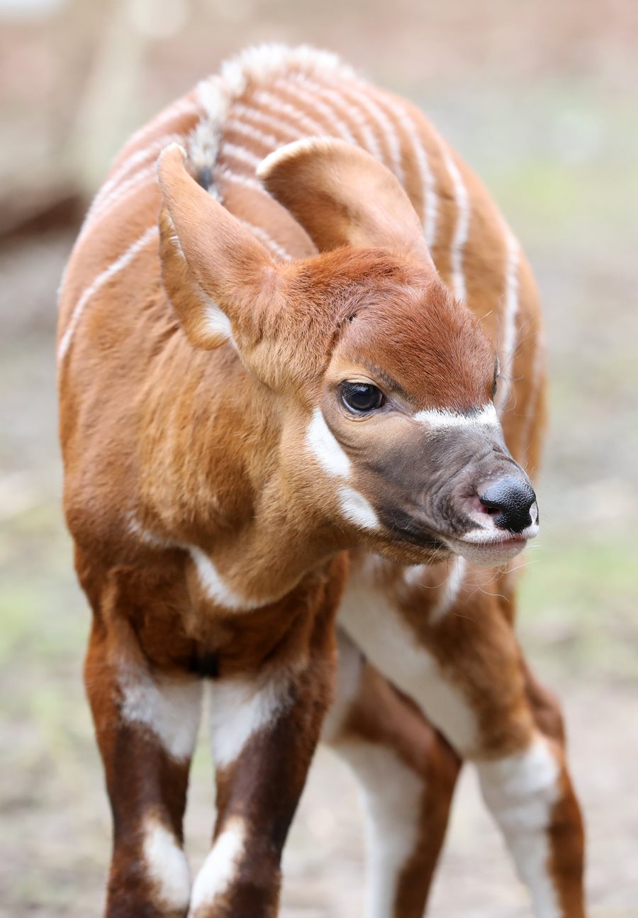 Belfast Zoo celebrates birth of bouncing baby bongo