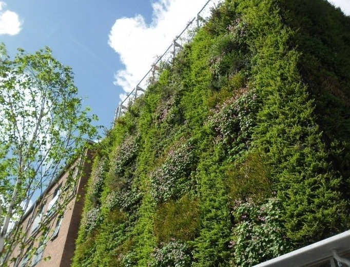 Vegetation grows on the external facade of the Skainos Centre on the Newtonards Road