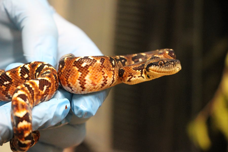 Not all snakes lay eggs! Belfast Zoo welcomes six Madagascar tree boas