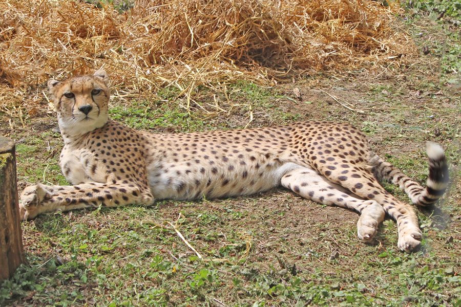 Spot the new arrival at Belfast Zoo – Mia the Cheetah!