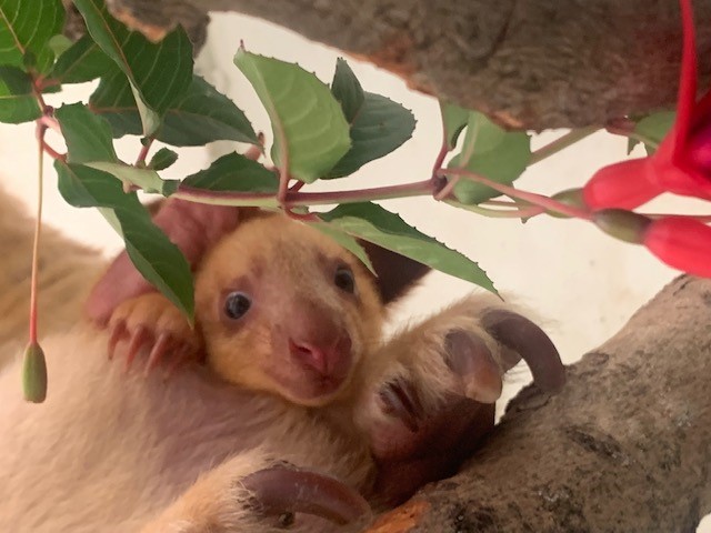 Peek a boo! I see you! Belfast Zoo welcomes arrival of rare baby tree kangaroo