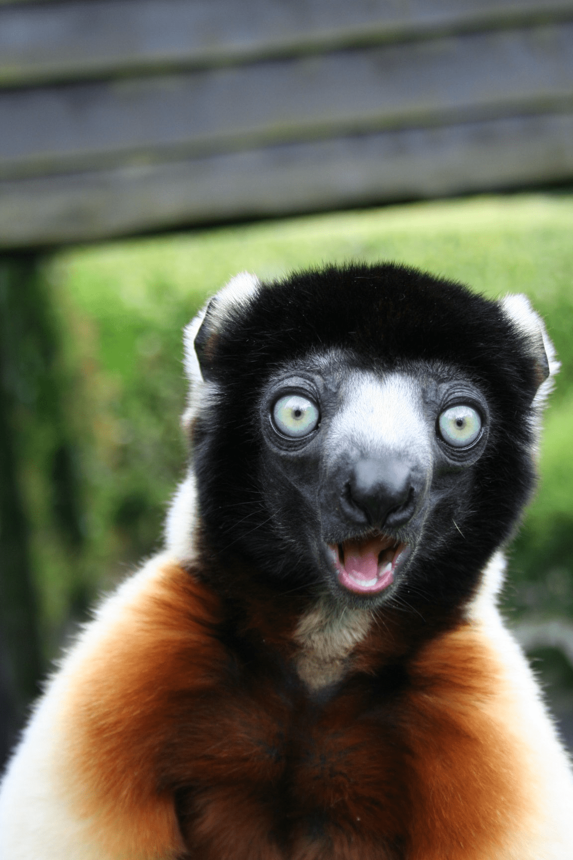 Shocked sifaka