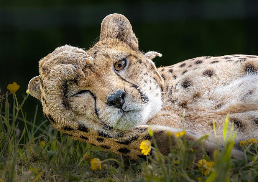 Belfast Zoo Photography Competition 2025 winners are announced