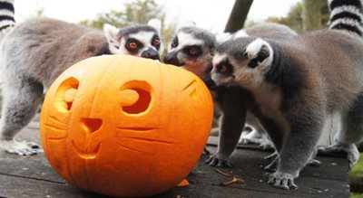 *cancelled* Boo at the Zoo