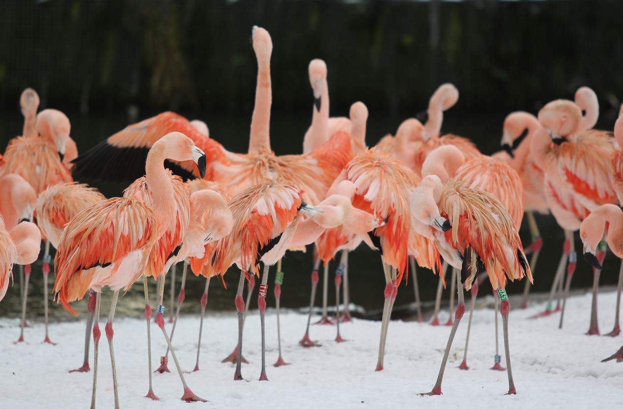 Belfast Zoo is closed today (Friday 2 January 2026)