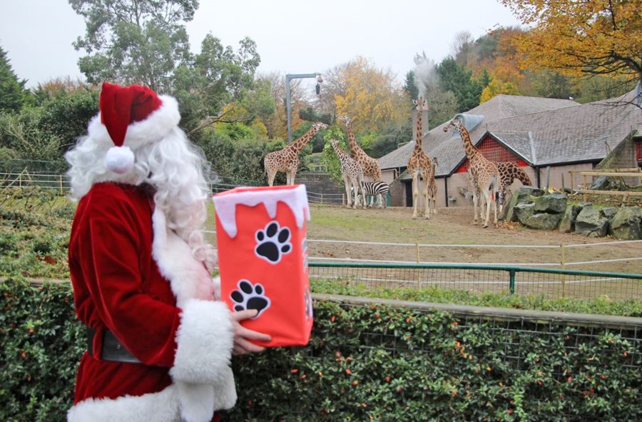Feel Festive at Belfast Zoo