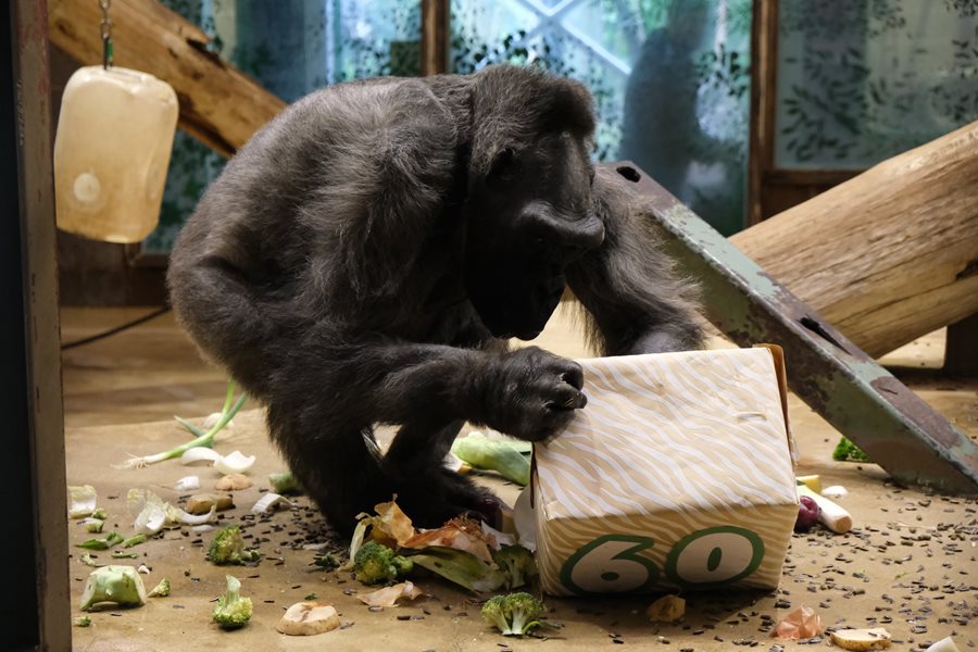 One of Belfast Zoo’s oldest residents is celebrating a milestone birthday! 