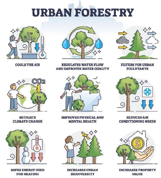 Urban Forestry: Cools the air, regulates water flow and improves water quality, filters for urban pollutants, mitigates climate change, improves physical and mental health, reduces air conditioning needs, saves energy for heating, increases urban biodiversity, increases property value.