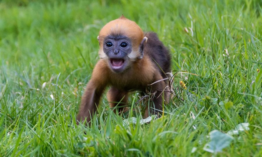 Belfast Zoo announces birth of two endangered Francois’ leaf monkeys