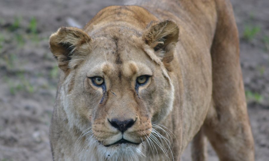 Pick up some roar-some gifts at Belfast Zoo